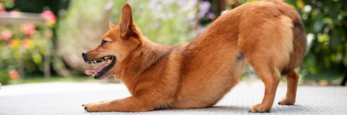 Wissen: Magen Banner | Hund Gebetshaltung